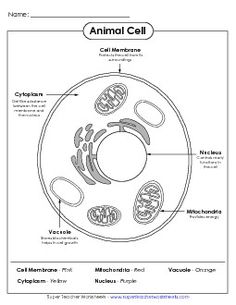 Parts of a plant cell - Science vocabulary worksheet | Science - Super ...