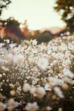 a field full of white flowers with trees in the background