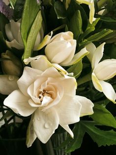 a vase filled with white flowers on top of a table