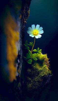 a single white flower sitting on top of a moss covered tree stump in the dark