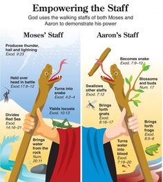 an info poster showing the differences between self and self - conscious staffs in nature