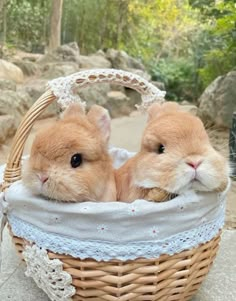 two small brown rabbits sitting in a basket