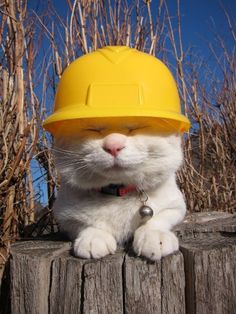 a white cat wearing a yellow hard hat on top of a wooden fence post next to dry grass