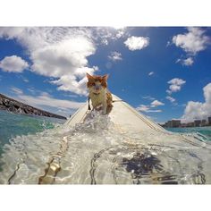 an orange and white cat sitting on top of a surfboard in the ocean water