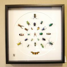 Amazing collection of beetles.  Their color, shine, and detail and mind boggling to the point that most people ask if I have painted them or manipulated them in some way.  All I do is pose them and frame them....they are beautiful enough on their own to not require that anything else be done to them.  $675.00