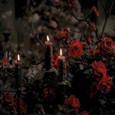 three candles are lit in front of red roses and dark foliage on a black background