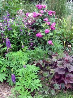 a garden filled with lots of different types of flowers