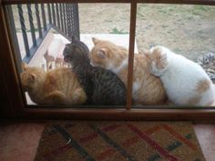 four cats are sitting on the window sill