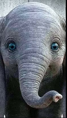 an elephant with blue eyes is standing in front of a wooden fence and looking at the camera