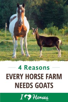 two horses standing next to each other in a field with the words 4 reasons every horse farm needs goats