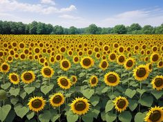 Discover Thailand's Beauty: Field of Sunflowers in Lopburi Field Of Sunflowers, Sunflower Fields, Sunflower