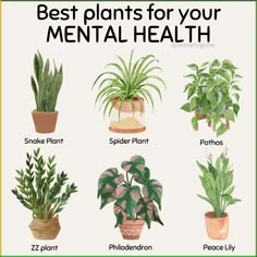 the best plants for your mental health and how to use them in this postcard