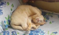 an orange cat sleeping on top of a bed