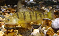 a fish that is sitting on some rocks