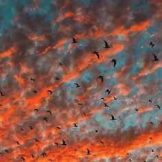 a flock of birds flying in the sky at sunset or dawn with orange and blue clouds