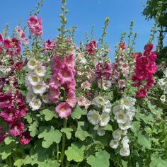 pink and white flowers are in the middle of green leaves, against a blue sky