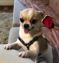 a small dog sitting on top of a couch with its tongue out and it's mouth open