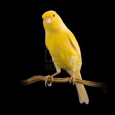 a yellow parakeet perched on a branch in front of a black background,