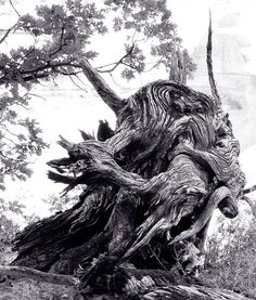 an old tree that has fallen down in the woods