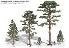 several different types of pine trees on a white background