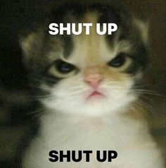 a cat that is looking at the camera with caption saying shut up, shut up