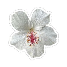 a white flower with red stamen on it