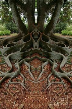 the tree is very large and has many roots