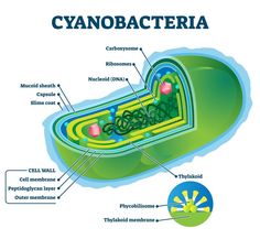 the structure of a cyanobacteria