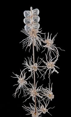 A Tale of Two Glassworkers And Their Marine Marvels Glass Flowers, Underwater Photography, Science Art, Glass Sculpture, Natural History, Marine Life, 그림 그리기, Sea Creatures, 3d Art