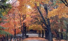 an empty road surrounded by trees with fall leaves on the ground and benches in the background