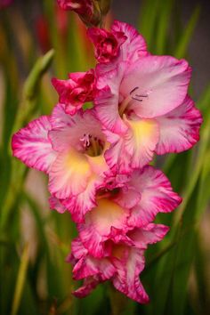 two pink flowers with yellow stamens in the foreground