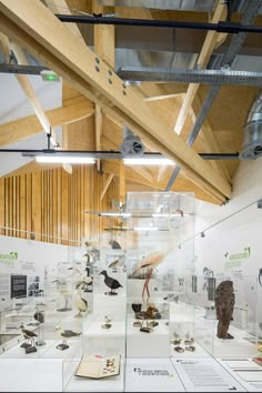 the museum displays many different types of birds in glass cases and wood beams on the ceiling