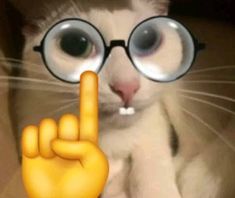 a cat wearing glasses making the peace sign