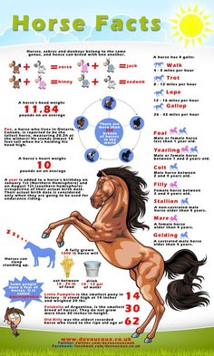 the horse fact is shown in this info sheet, with horses and their numbers on it