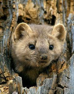 a small brown animal sticking its head out of a hole in a tree trunk with blue eyes