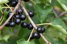 some black berries hanging from a tree branch