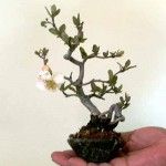 a small bonsai tree in someone's hand with white flowers growing out of it