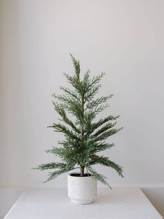 Cedar Tree with Cream Pot: 24 - Curated Home Decor Unlit Christmas Trees, Cedar Wreath, Christmas Entry, Outdoors Indoors, Potted Christmas Trees, Burlap Tablecloth, Cedar Tree, Christmas Plants, Tree Stands