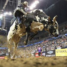 a man riding on the back of a black and white cow at a rodeo event