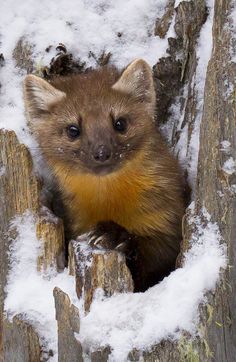 a small animal sitting in the middle of some snow covered wood and looking at the camera