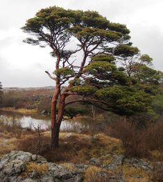 a lone tree in the middle of a grassy area next to a body of water