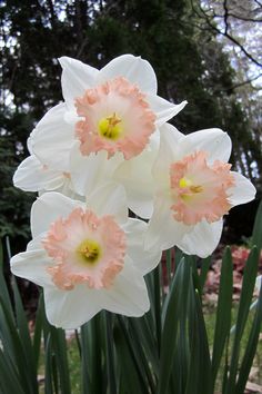 three white and pink flowers in a garden