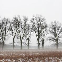 a field with snow and trees in the distance on a snowy day, surrounded by tall brown grass