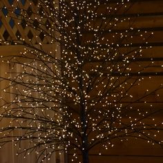 a lighted tree in front of a building