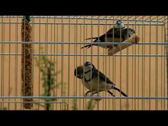 two birds are perched on top of a birdcage