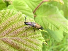 a bug sitting on top of a green leaf