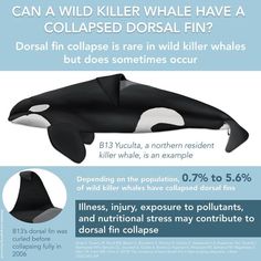 an orca whale is shown with the caption that says, can a wild killer whale have a collapsed dorsal fin?