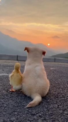 a baby duck is sitting next to an adult chicken on the road at sunset or dawn