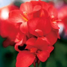 red flowers are blooming in the garden