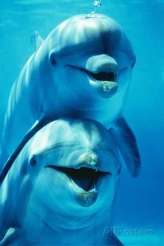 two dolphins in the water with their mouths open